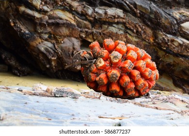 Screw pine tree fruit on natural rocks at beach. 