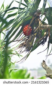 A Screwpine Pandanus Fruit And A Plant Near The Beach