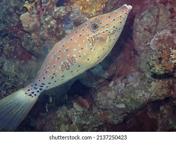 A Scribbled Leatherjacket (Aluterus scriptus) in the Red Sea, Egypt