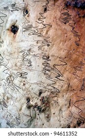 Scribbly Gum Tree Bark Background