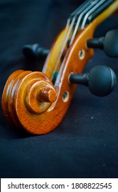 The scroll of the classic violin 