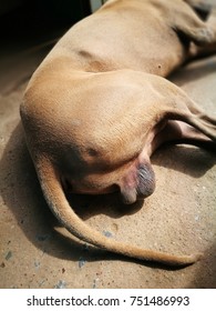 Как выглядят яички у собаки Dog Testicles Images, Stock Photos & Vectors Shutterstock