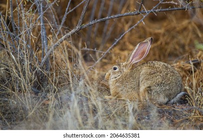 279 Scrub hare Images, Stock Photos & Vectors | Shutterstock