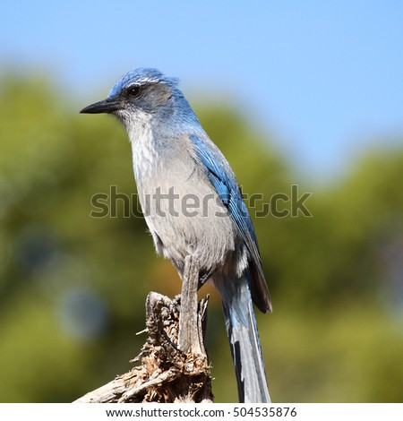 scrub jay close-up