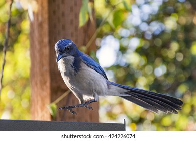 A Scrub Jay Jumps Up From It's Perch On An Early Summer Evening