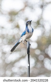 Scrub Jay Sitting On Shepherds Hook