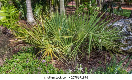 Scrub Palmetto (Sabal Etonia) Plant - Florida, USA