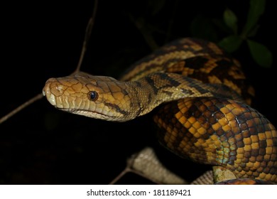 74 Scrub python Images, Stock Photos & Vectors | Shutterstock