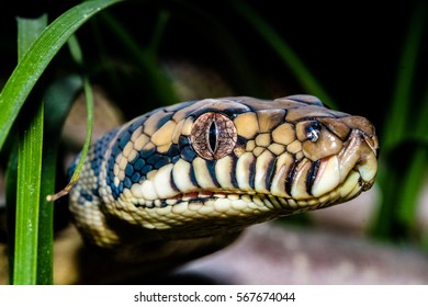 Scrub Python Head