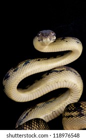 74 Scrub python Images, Stock Photos & Vectors | Shutterstock