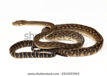 The Scrub python (Morelia amethistina) Amethystine python snake isolated on white background