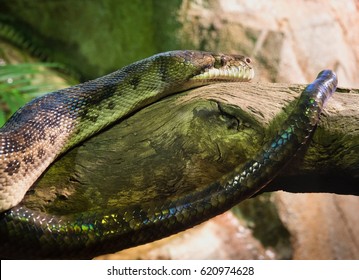 Scrub Python On Tree