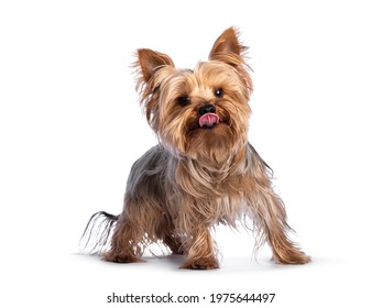 Scruffy adult blue gold Yorkshire terrier dog, standing facing front. Looking towards camera and sticking out pink tongue. Isolated on a white background.