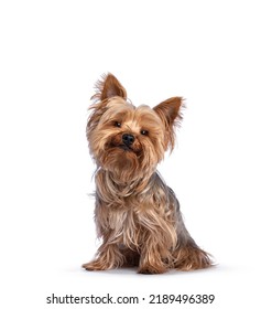 Scruffy adult blue gold Yorkshire terrier dog, sitting up facing front Looking towards camera and smiling. Isolated on a white background.