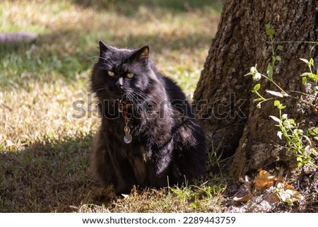 Scruffy Black Domestic Longhair Cat Sits Beneath a Tree