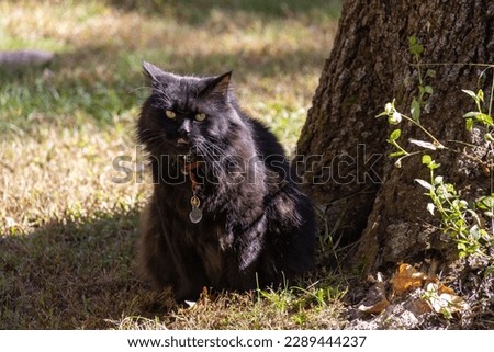 Scruffy Black Domestic Longhair Cat Sits Under a Tree