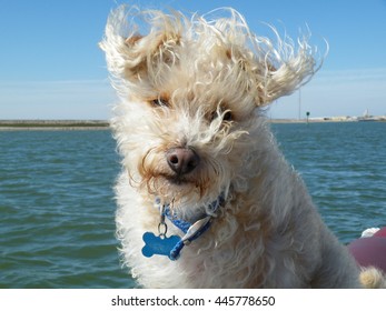 Scruffy Dog Getting Its Fur Blown By The Wind