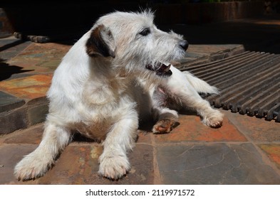 Scruffy Dog Relaxing In The Sun