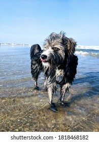 Scruffy Dog Wading In The Ocean