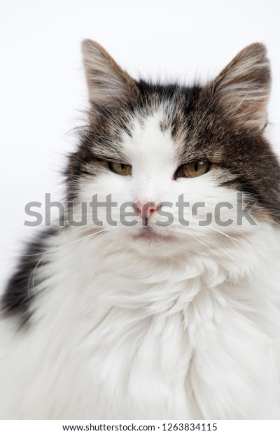 Scruffy Elderly Longhaired White Grey Female Stock Photo Edit Now