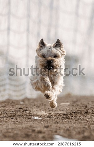 scruffy happy norwich terrier dog running lure course sport in the dirt on a sunny summer day