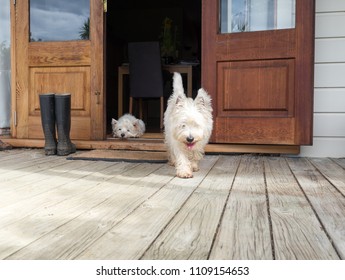 Scruffy Westie Dog Walking Out Of Open Farmhouse Door Onto Deck - Another West Highland Terrier Is Lying In The Background - Photographed In New Zealand, NZ