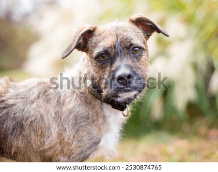 A scruffy wire-haired Border Terrier mixed breed dog looking at the camera with a head tilt