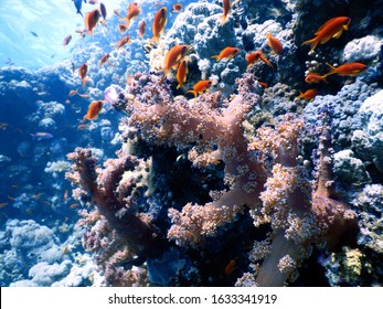 Scuba dive in Egypt in Red Sea : Symbiotic life of soft coral and anthias in marvelous ecosystem