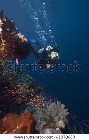 Scuba diver and Anthias (Pseudanthias sp.) on a tropical coral reef off Bunaken Island in North Sulawesi, Indonesia.
