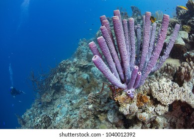 Scuba Diver In Background Of Beautiful Coral Reed