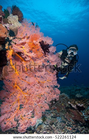 SCUBA diver and a big sea fan on the coral reef in Asia