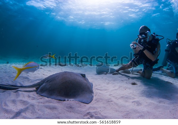 a\
scuba diver captures a southern stingray on camera while diving in\
Stingray City Grand Cayman. The shallow waters of the north sound\
make perfect conditions for underwater\
photography