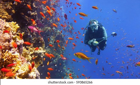 Scuba Diver And Coral Reef With Fish