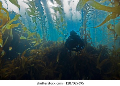 Scuba Diver Diving Through Giant Kelp Forest In Clear Blue Water