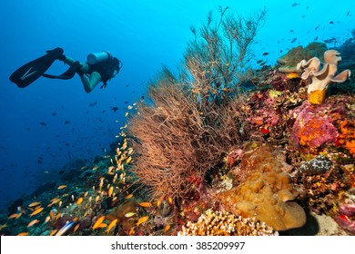 Scuba Diver Explore A Coral Reef