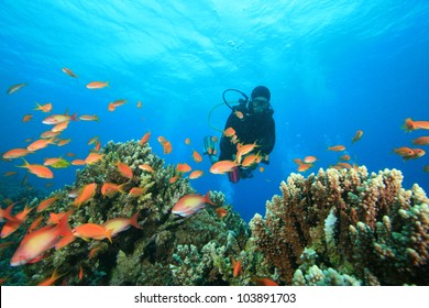 Scuba Diver Exploring A Coral Reef