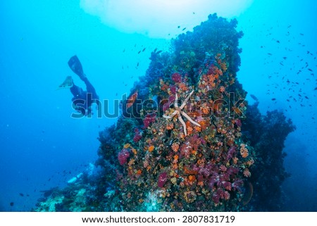 Scuba diver exploring vibrant soft coral reefs with starfish at Richelieu Rock in the Andaman Sea, Thailand