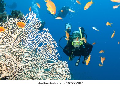 Scuba Diver With Fish And Coral On The Great Barrier Reef