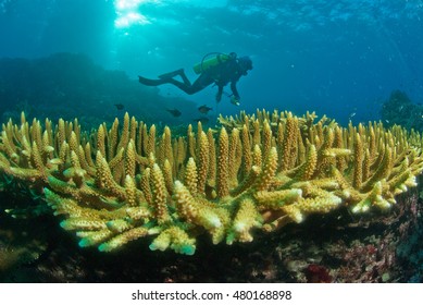 Scuba diver and general reef scene, Raja Ampat, Indonesia