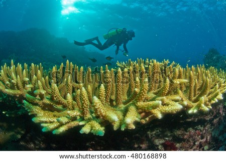 Scuba diver and general reef scene, Raja Ampat, Indonesia