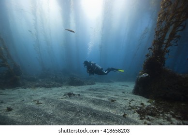 Scuba Diver In A Glade Of A Kelp Forest With Sun In The Background.