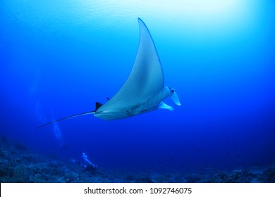 Scuba Diver And Manta Ray Tubbataha Reef