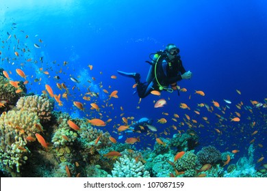 Scuba Diver In Ocean