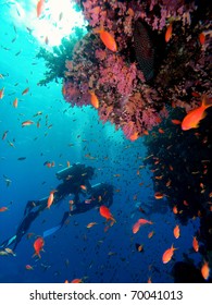 Scuba Diver On Coral Reef