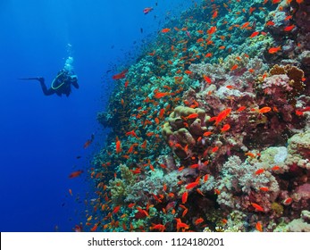 Scuba Diver Photographer On The Underwater Coral Reef. Underwater Photographer Diving With Corals And Red Fish. Reef, Blue Water And Diver With Camera.