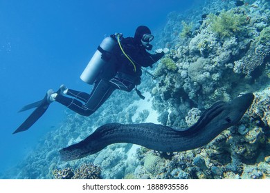 Scuba Diver In The Sea And Giant Moray Eel