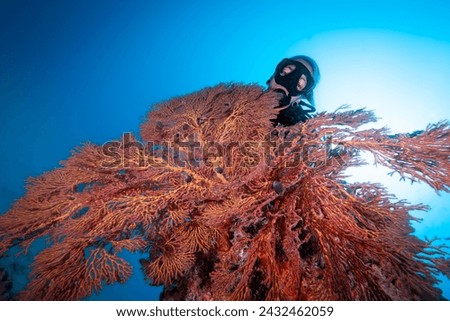 Scuba diver with soft pink corals underwater
