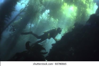 Scuba Diver Swimming In California Kelp Forest