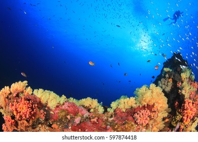 Scuba Diver Swims Over Coral Reef