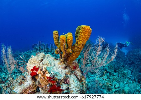 SCUBA diver swims past sponges on a tropical coral reef